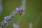 Small yellow beetles mate on the purple lavender flower