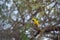 Small yellow bird