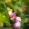 Small yellow bird feeding on a pink flower with bokeh lighting.