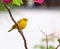 Small yellow bird on tree branch with thorns and pink flowers