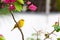 Small yellow bird on tree branch with thorns and pink flowers