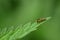 A small, yellow and black striped, hover fly sits on the tip of a green nettle leaf, against a green background