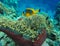 Small yellow blue nemo fish underwater in sea ocean water in coral reef and actinia sea flower in blue world marine wildlife,