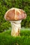 Small yellow boletus (Suillus granulatus) mushroom