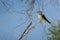 Small Yellow Breasted Western Kingbird