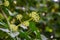 Small yellow buds of flowers of English ivy Hedera helix, European ivy on blurred green background