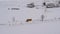 Small yellow bus drives along a snowy road in a mountain village