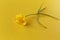 A small yellow Buttercup flower with a stem and leaves.