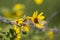 Small yellow butterfly eating nectar from brown and yellow flowers against a grassy background.  Flowers twined about a metal