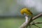 A small Yellow Canary bird perched on a tree top branch looking down