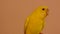 A small yellow Canary with  light background