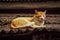 Small yellow Cat sleeping quitly on a rusty roof