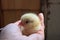 A small yellow chick chick hatched a newborn in the hands of a farmer