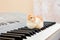 A small yellow chick on the keys of the piano. The first steps i