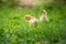 A small yellow chick walks across the yard