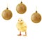 Small yellow chicken and gold christmas balls isolated on white