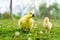 a small yellow chicken and a goose chick walk in the summer on the green grass in the village