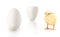 Small yellow chicken, part of white eggshell, single egg