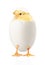 Small yellow chicken with in white eggshell