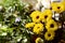 Small yellow chrysanthemum santini vimini flowers