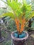 Small yellow coconut tree plants that are dwarfed are suitable for decorating the front and back of the house