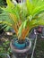 Small yellow coconut tree plants that are dwarfed are suitable for decorating the front and back of the house