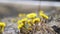 Small yellow coltsfoot flowers