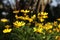 Small yellow daisies in full bloom in the summer sun