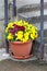 Small yellow and dark red Wild pansy or Viola tricolor wild flowers planted in dirty plastic flower pot next to concrete steps