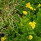 Small yellow evergreen flowers in dense foliage with old looking sticks