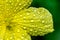 Small yellow flower of angled gourd / Luffa acuntangulla with water drops on petals in close up