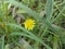 Small yellow flower around the grass