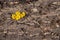 Small yellow flower on cork bark background with contrasting colours and textures