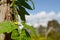 Small yellow flower on cucamelon vine