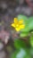 Small yellow flower in a field - macro clouseup