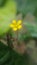 Small yellow flower in a field - macro clouseup