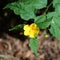 Small yellow flower in focus