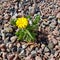 A small yellow flower on gravel