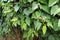 Small yellow flower and green leaves with red and brown vine.