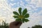 Small yellow flower with leaf on a background of feathery clouds