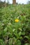 A small yellow flower on a meadow