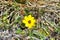 Small yellow flower on the paramo grassland