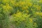 Small yellow flowerheads above foliage of Solidago canadensis