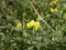Small yellow flowers on a background of green grass in a meadow on a sunny summer day. A good forage plant. It is used