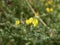 Small yellow flowers on a background of green grass in a meadow on a sunny summer day. A good forage plant. It is used