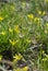 Small yellow flowers of Gagea minima