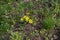Small yellow flowers of Gagea minima and Ceratocephala testiculata