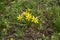 Small yellow flowers of Gagea minima in the grass