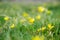 Small yellow flowers of Gagea minima. Spring blurred background