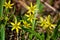 Small,yellow flowers of gagea pratensis